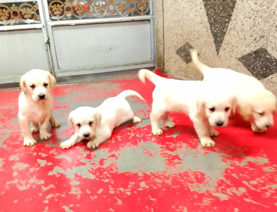 Лабрадор ретривър