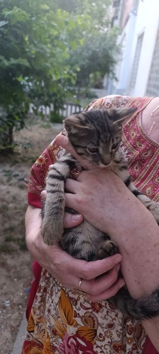 Общительный ласковый котёнок мальчик в хорошие руки