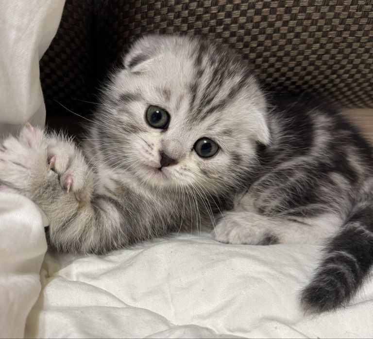 Котенок  скоттиш фолд, скоттиш страйт