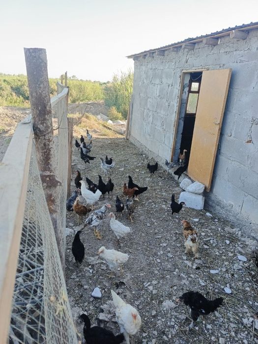 Jujalar sotiladi  hammasi soglom gorib olavarasizlar