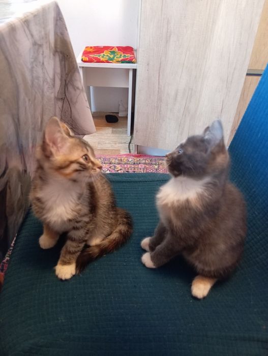 Милые котята девочки