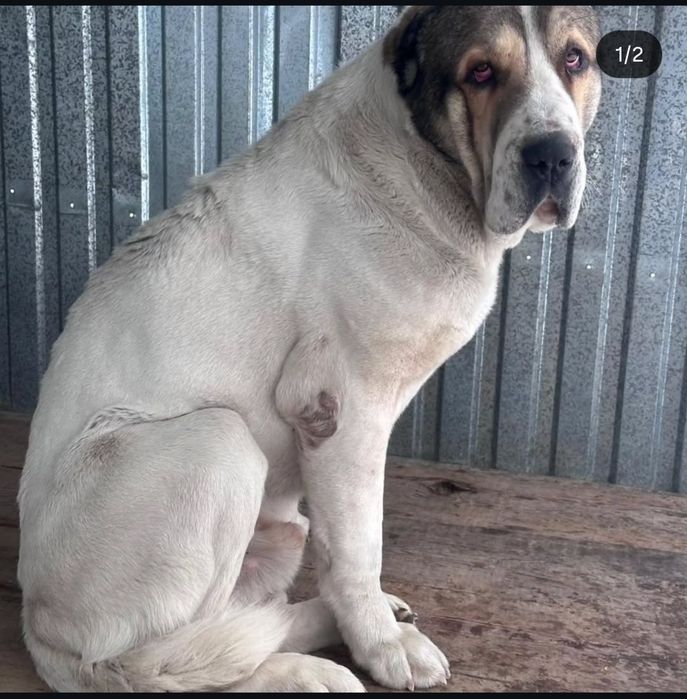 Шикарный щенки Алабая