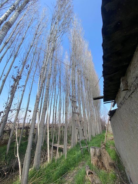 Тераклар сотилади, продаётся тополя