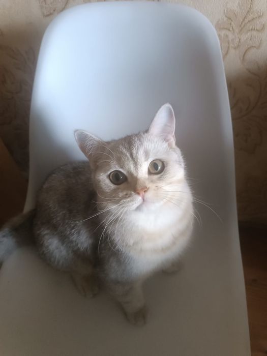 Продам кота