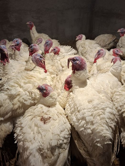 Curcani pentru Paște