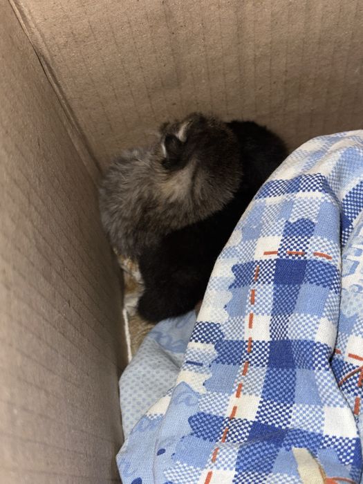 Отдам бесплатно три котенка