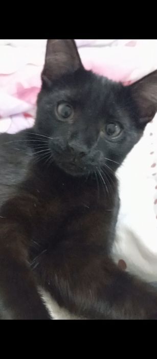 Отдам котенка 4 мес