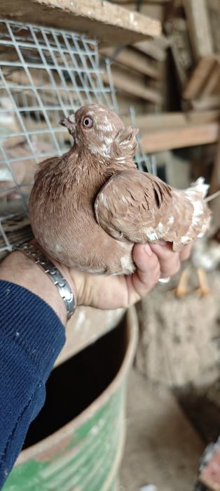 Продам голубей готовая пара