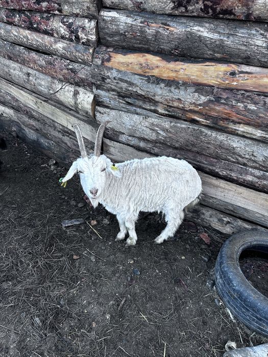 Продам коз,Ешки сатылад