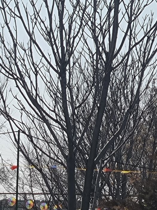 Дрова Дрова Дрова