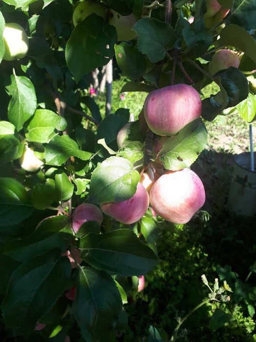 дача с/о "Старт" (Горводоканал)