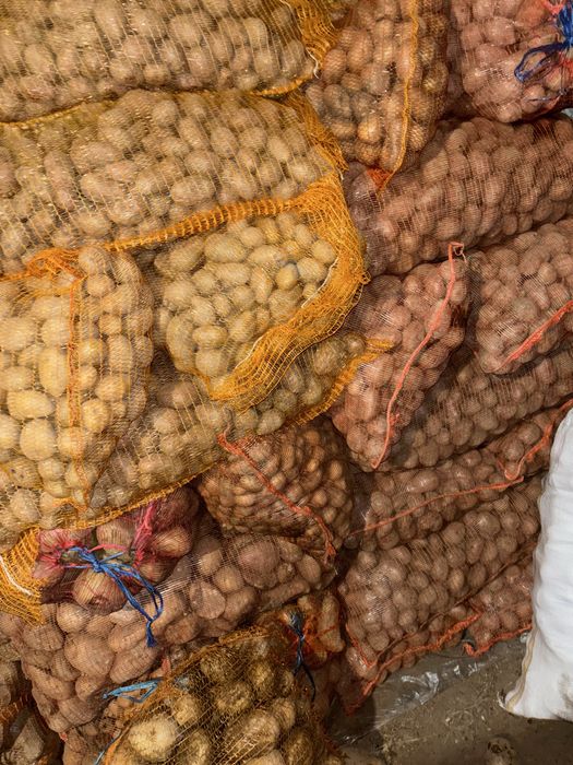 Vand cartofi consum samanta si pentru animale