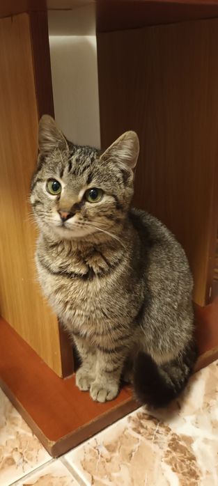 Pui de pisică spre adopție