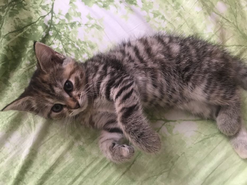 Отдам в добрые руки