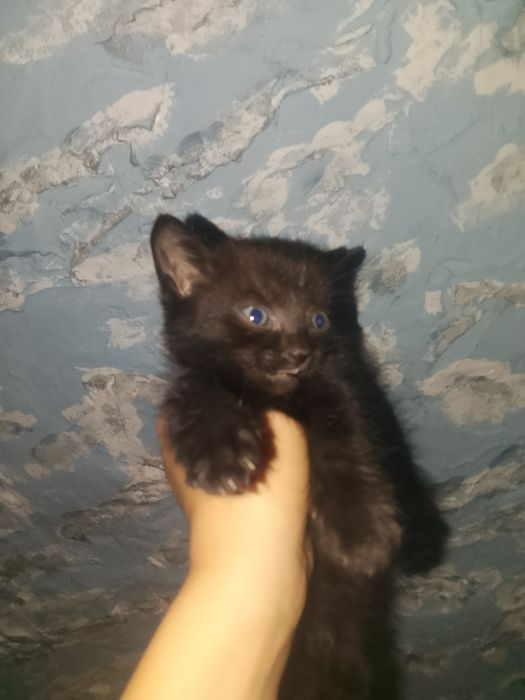 Отдам котят в добрые руки
