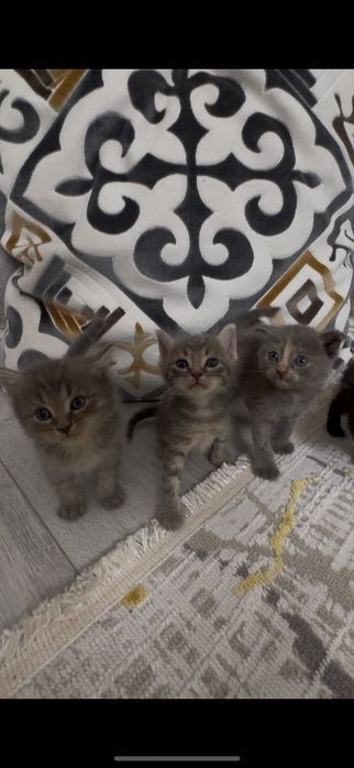 Продаются серые котята