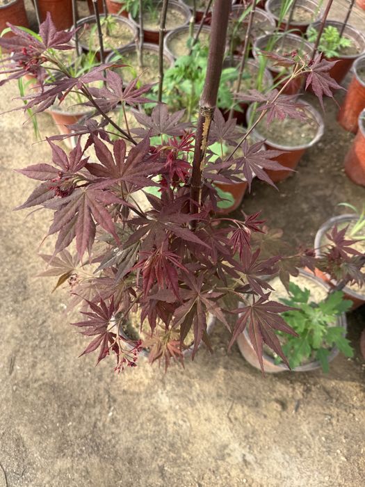 yaponskiy klyon qizil