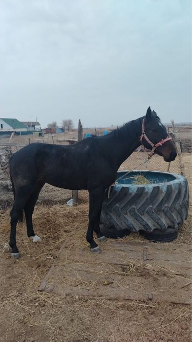 Айғыр сатыладыыы