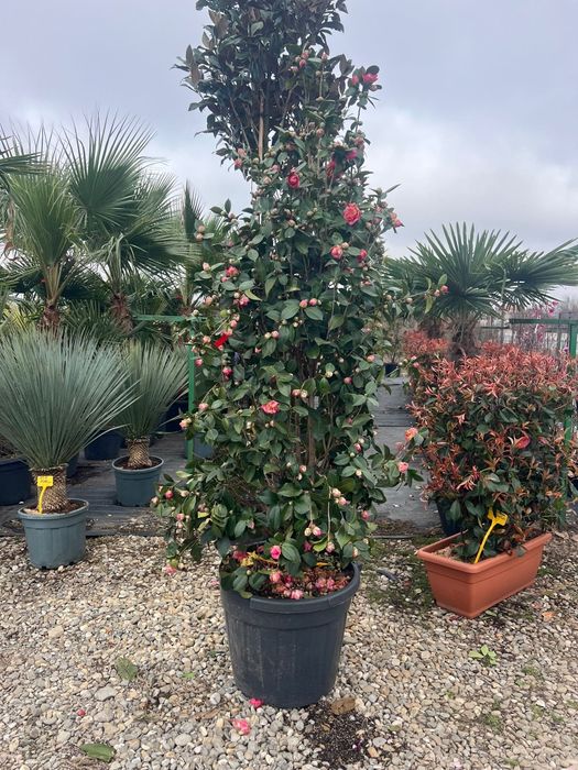 Plmier și multe alte specii de plante ornamentale