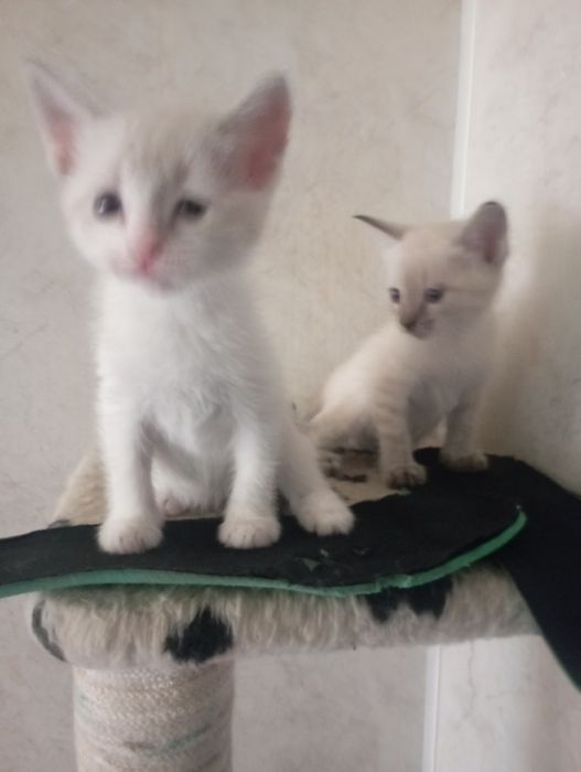 Котята сиамские.