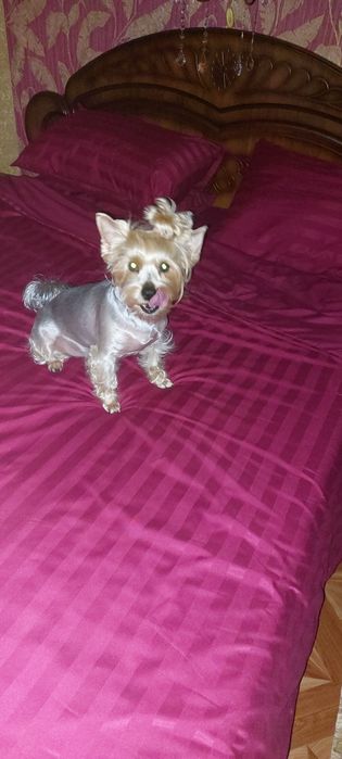 Йоркширский терьер ищет невесту