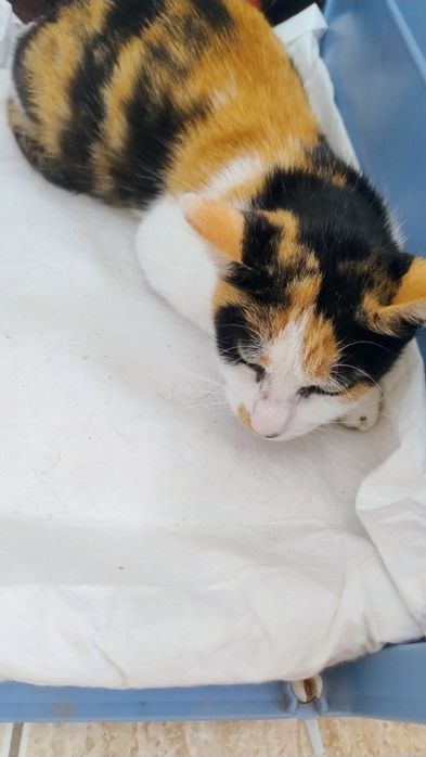 Pisica Calico pt adoptie.