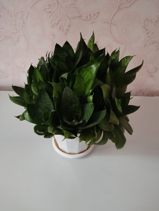 Продам Растение в горшке