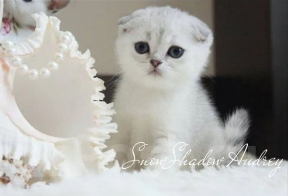 Серебристые шиншиллы