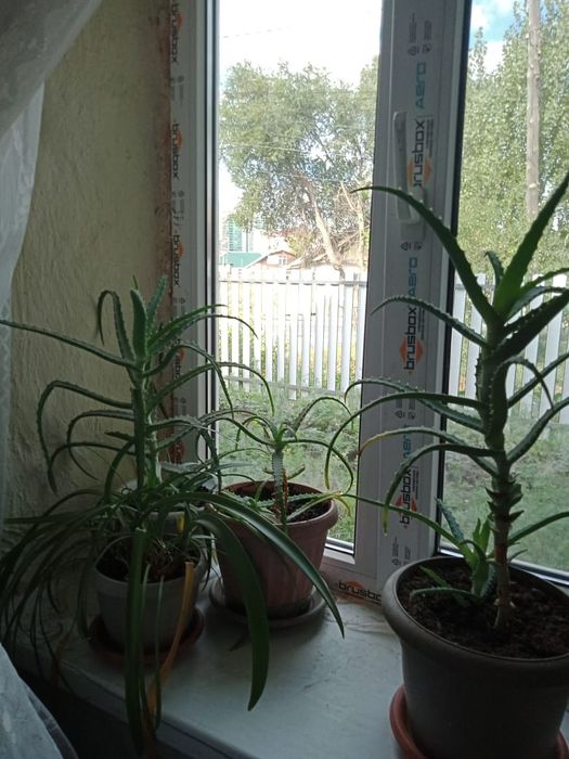 Продам алоэ лечебное