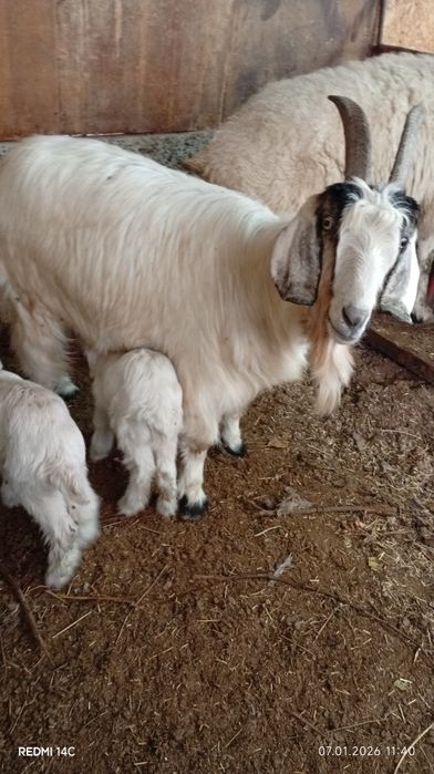 Экиз болали эчки сотилади семиз соглом хонаки сифатли йош хурон зур!!!