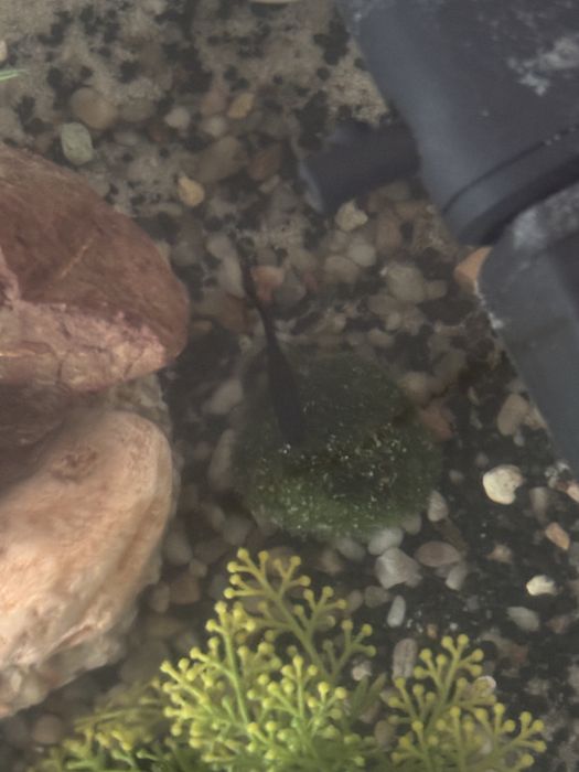 Vand Acvariu 40 litrii 250 lei