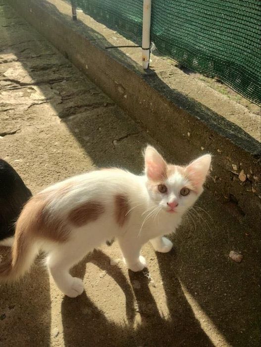 Подарявам котенца