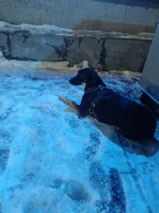 Найдена собака. Район нефтебазы. Со шлейкой