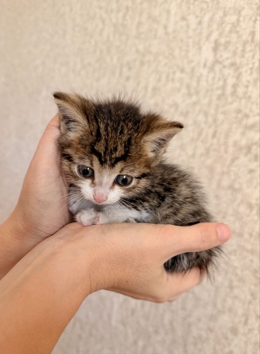 Отдам котенка в добрые руки