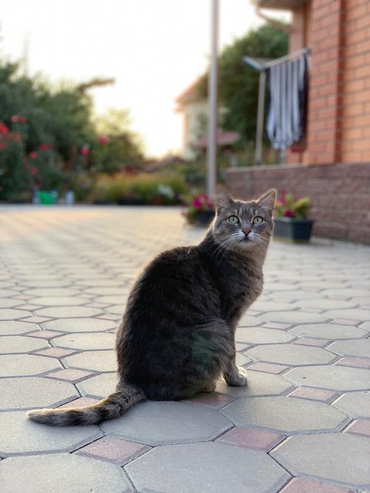 Продам брусчатку