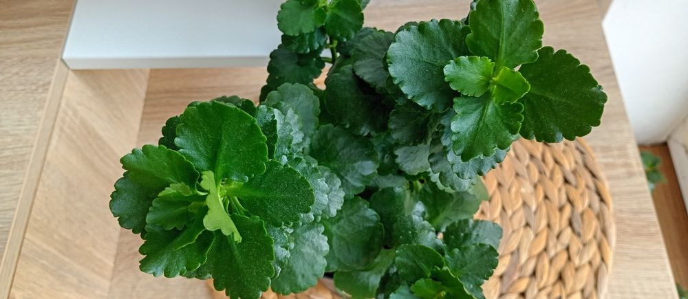 Сансевиерa Sansevieria Masoniana Whale Fin / Каланхое