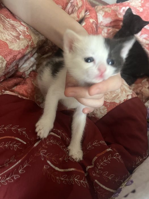 Кошка милый очень