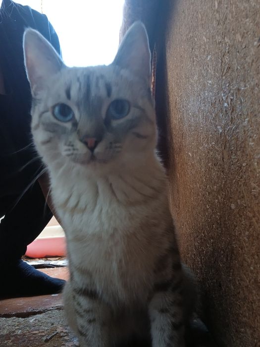 Mushuklar sotiladi xar xil paarodali