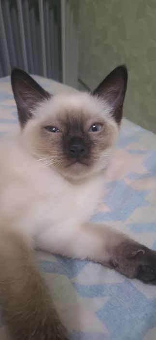 Сиямский мушукчалар сотилади