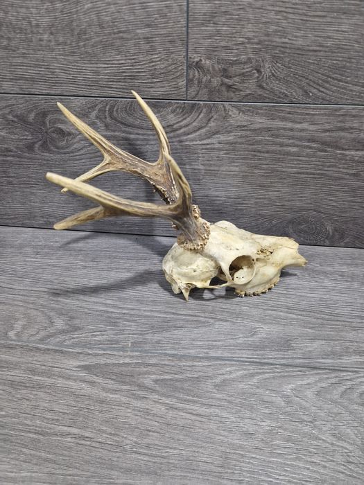 Рога и черепи с рога от сръндак