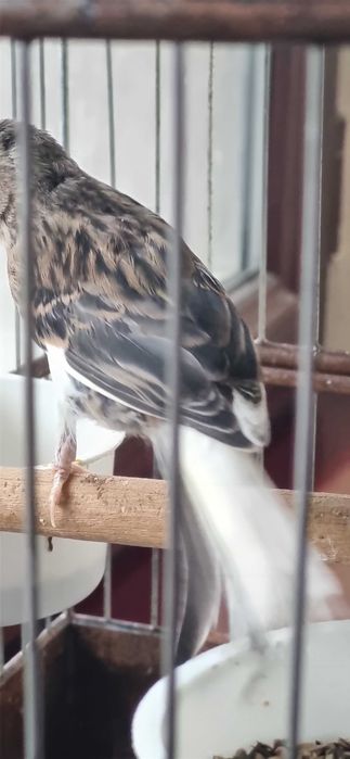 Авле молодойла 3-4 ойлик -  жуда тетик ва чиройли