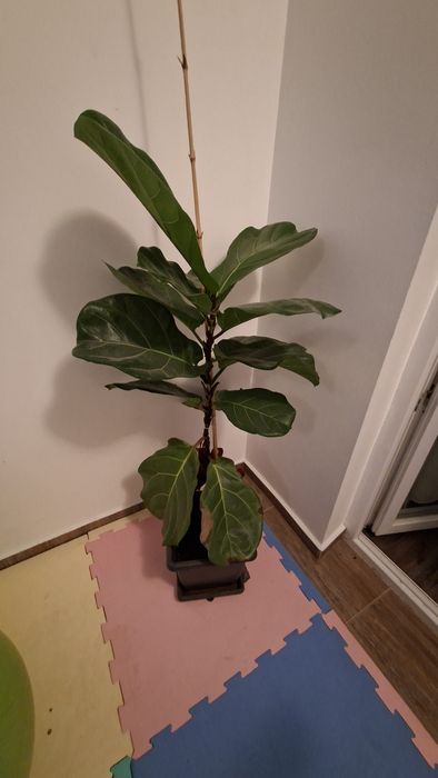 Фикус (Ficus elastica); Фикус "Лирата