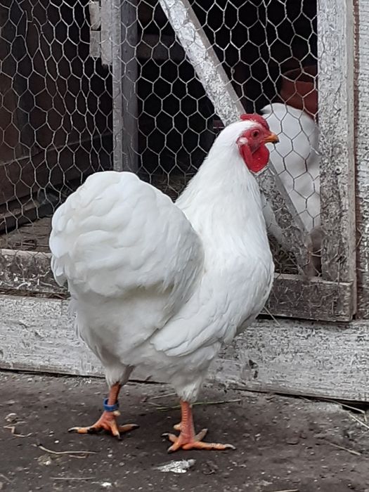 Vlnd cocosi viandot