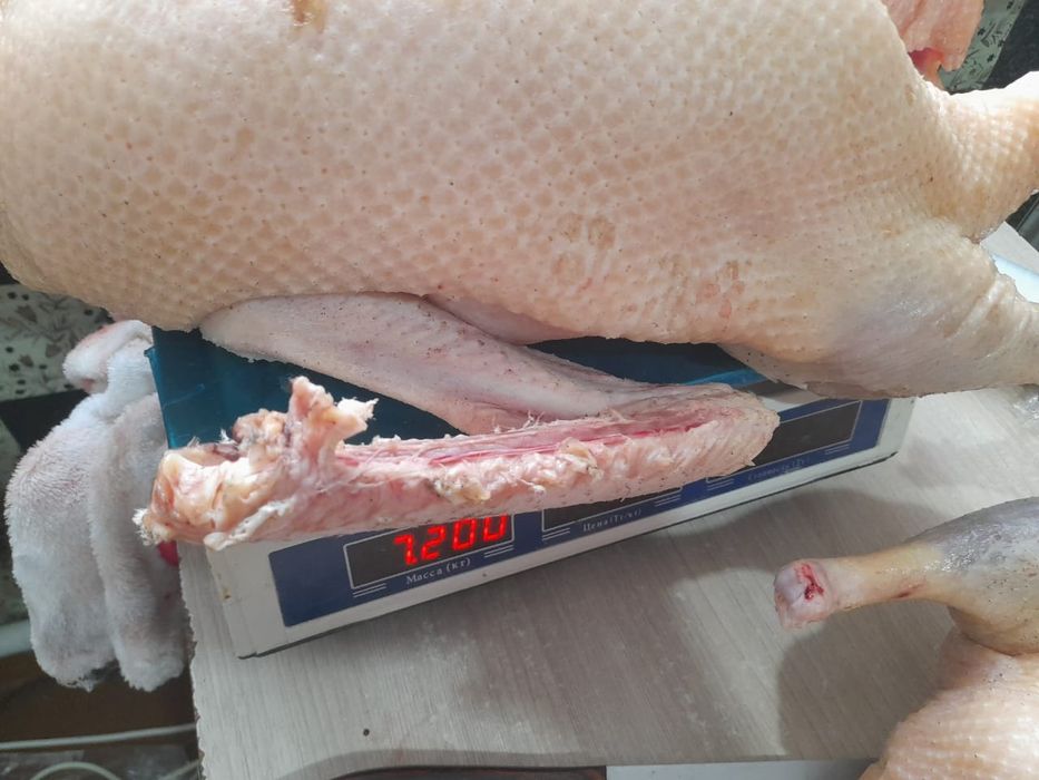 Продам домашних гусей уток индюков