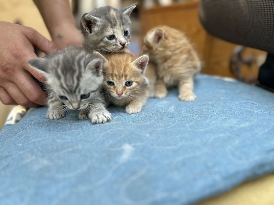Отдам в добрые руки котят