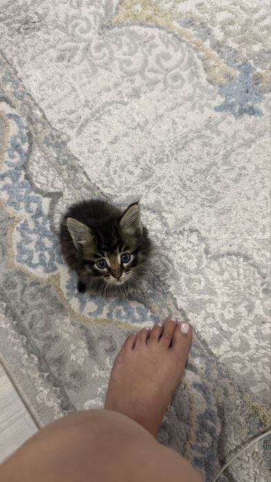 Котенок мальчик бесплатно