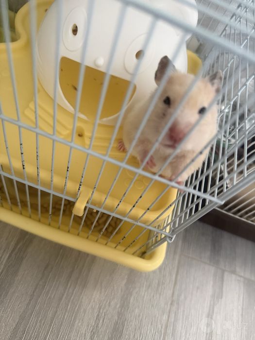 Продаётся Грызуны
