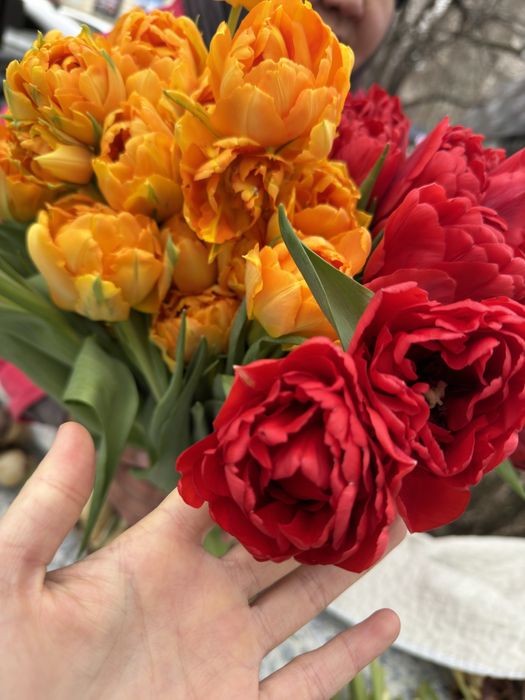 Продам тюльпаны цветы