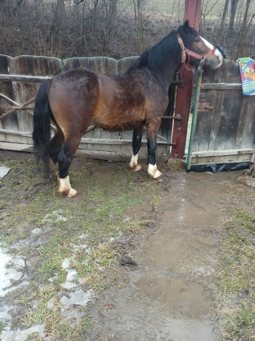 De vanzare un mânz de 1 An jumatate