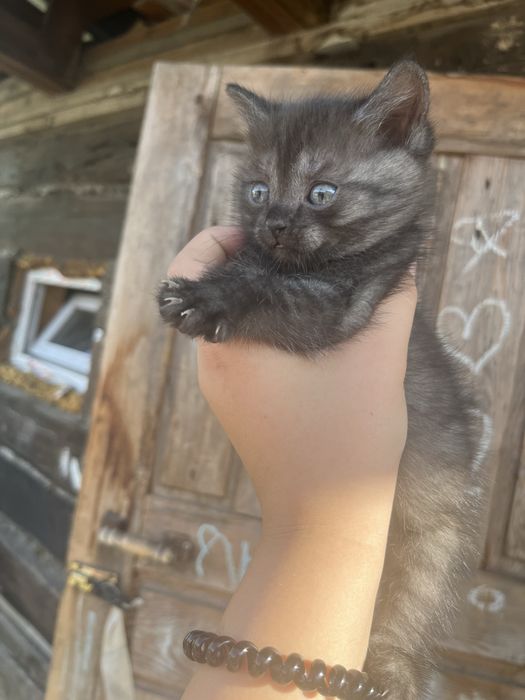 Дымчатый красавец ищет лучшую семью